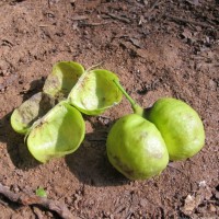 Harpullia arborea (Blanco) Radlk.